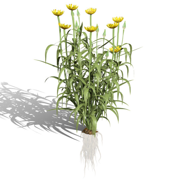 03 North American Western Salsify