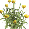 03 North American Western Salsify z32