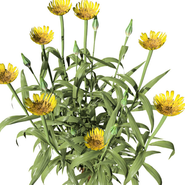 03 North American Western Salsify z32