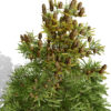 1-Balsam Fir (Abies balsamea) z32