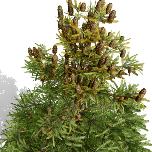1-Balsam Fir (Abies balsamea) z32