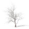 1-North American Sycamore trees (Platanus occidentalis)
