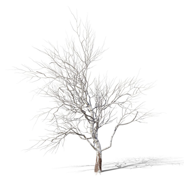 1-North American Sycamore trees (Platanus occidentalis)
