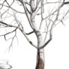 1-North American Sycamore trees (Platanus occidentalis) z2213
