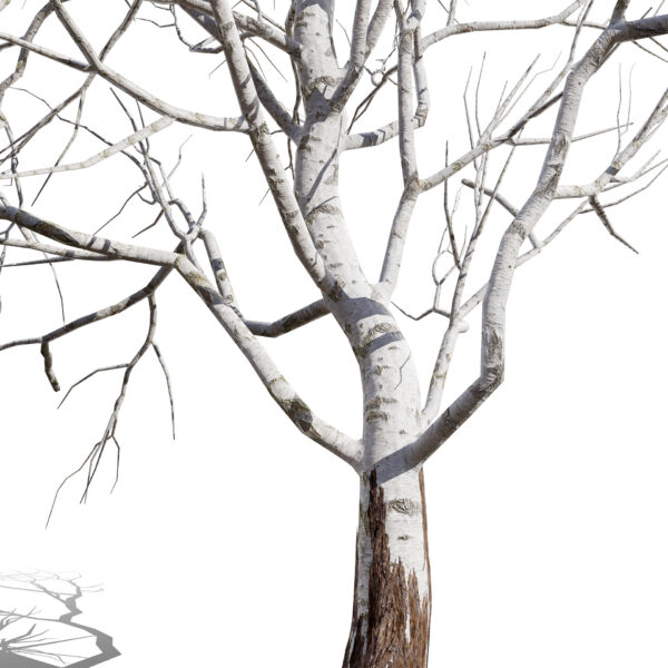 1-North American Sycamore trees (Platanus occidentalis) z2213