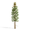 2-Balsam Fir (Abies balsamea)