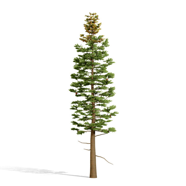 2-Balsam Fir (Abies balsamea)