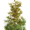 2-Balsam Fir (Abies balsamea) z32