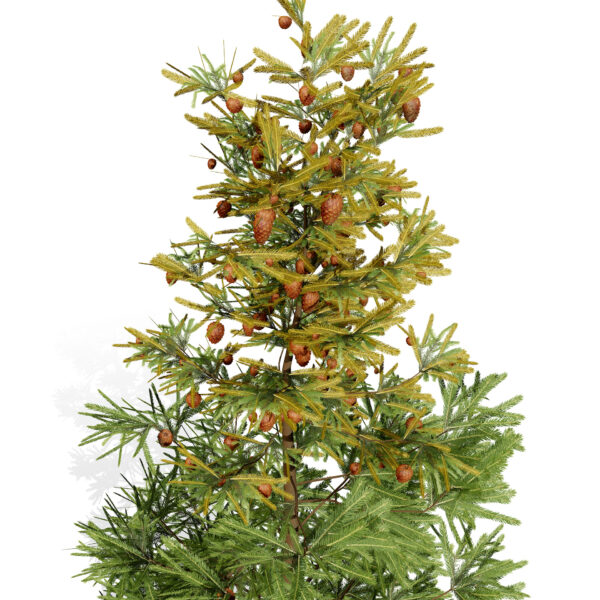 2-Balsam Fir (Abies balsamea) z32