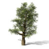 2-North American Sycamore trees (Platanus occidentalis)