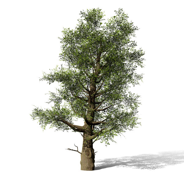 2-North American Sycamore trees (Platanus occidentalis)