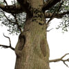2-North American Sycamore trees (Platanus occidentalis) z312