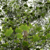 2-North American Sycamore trees (Platanus occidentalis) z43r