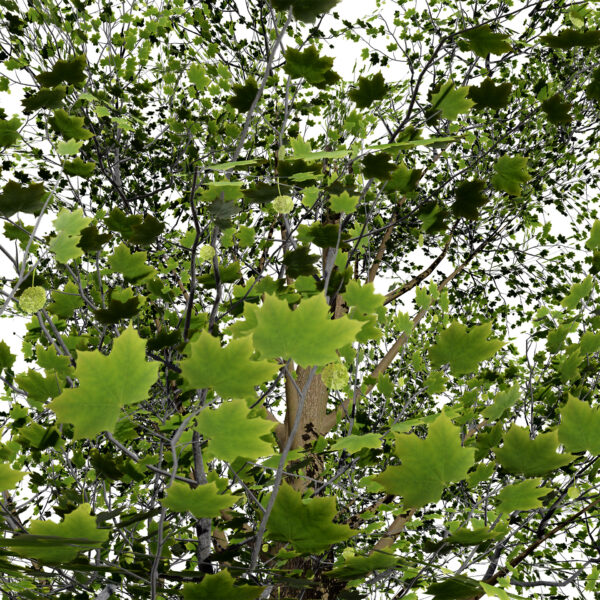 2-North American Sycamore trees (Platanus occidentalis) z43r