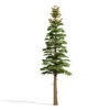 3-Balsam Fir (Abies balsamea)