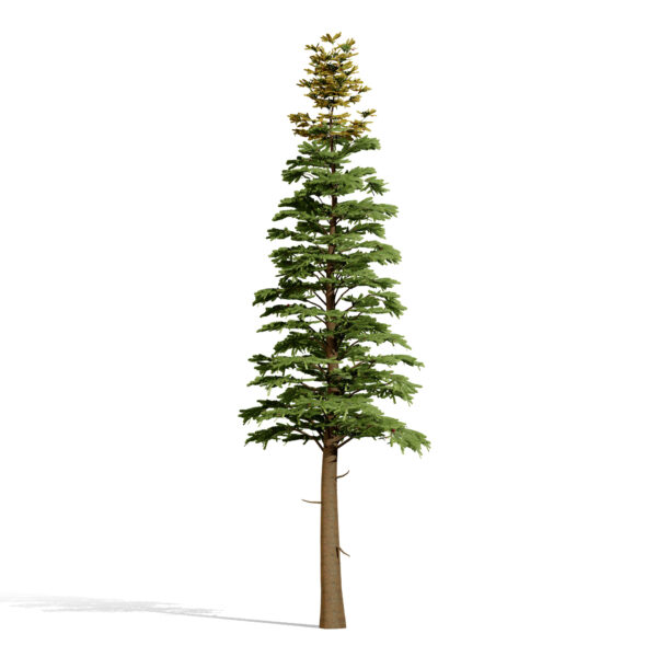 3-Balsam Fir (Abies balsamea)