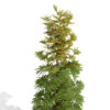 3-Balsam Fir (Abies balsamea) z3w2