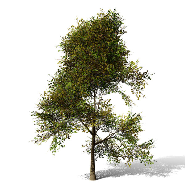 3-North American Sycamore trees (Platanus occidentalis)