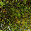 3-North American Sycamore trees (Platanus occidentalis) z32