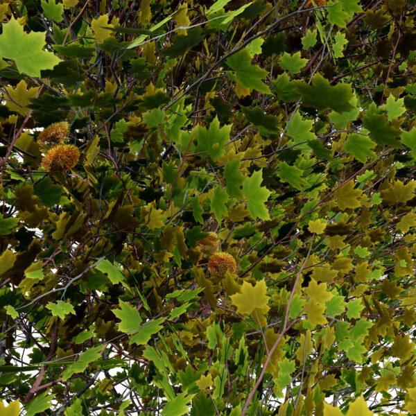 3-North American Sycamore trees (Platanus occidentalis) z32