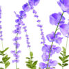 Blue False Indigo (Baptisia australis) z32