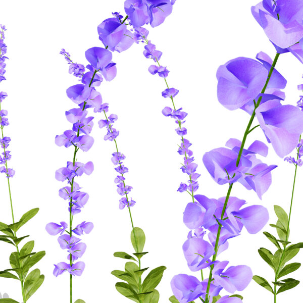 Blue False Indigo (Baptisia australis) z32