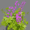 Fireweed z32 - Copy