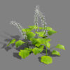 Foamflower 02 - Copy