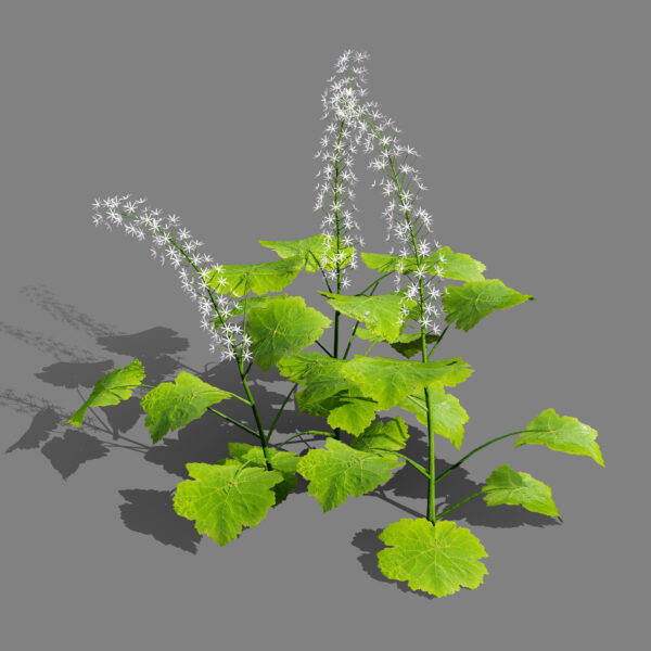 Foamflower 02 - Copy