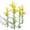 Goldenrod (Solidago spp.)