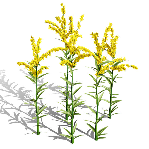 Goldenrod (Solidago spp.)
