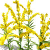 Goldenrod (Solidago spp.) z32
