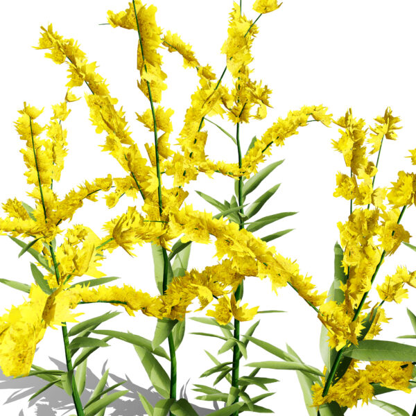 Goldenrod (Solidago spp.) z32