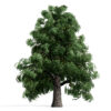 Hickories (Carya spp.) tree 021
