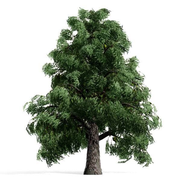 Hickories (Carya spp.) tree 021