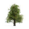 Hickories (Carya spp.) tree
