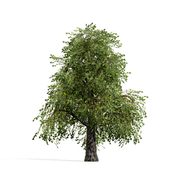 Hickories (Carya spp.) tree