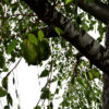 Hickories (Carya spp.) tree z3