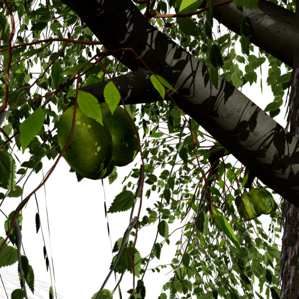 Hickories (Carya spp.) tree z3