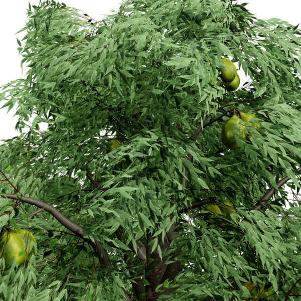 Hickories (Carya spp.) tree z32