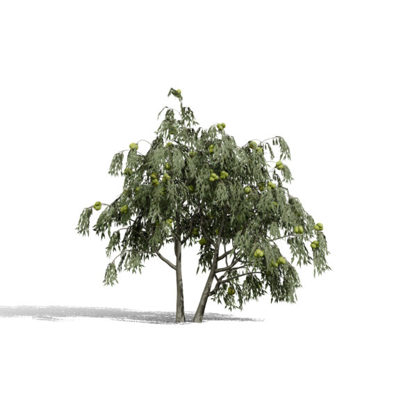Pawpaw (Asimina triloba) tree