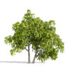 Pawpaw (Asimina triloba) tree