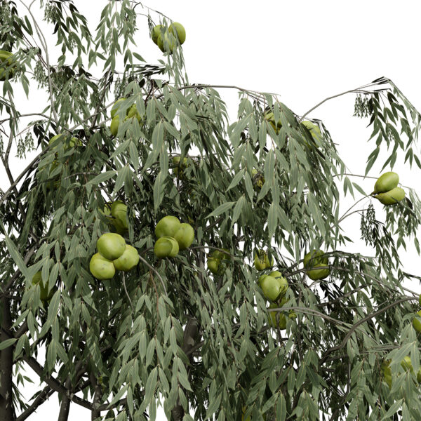 Pawpaw (Asimina triloba) tree z3