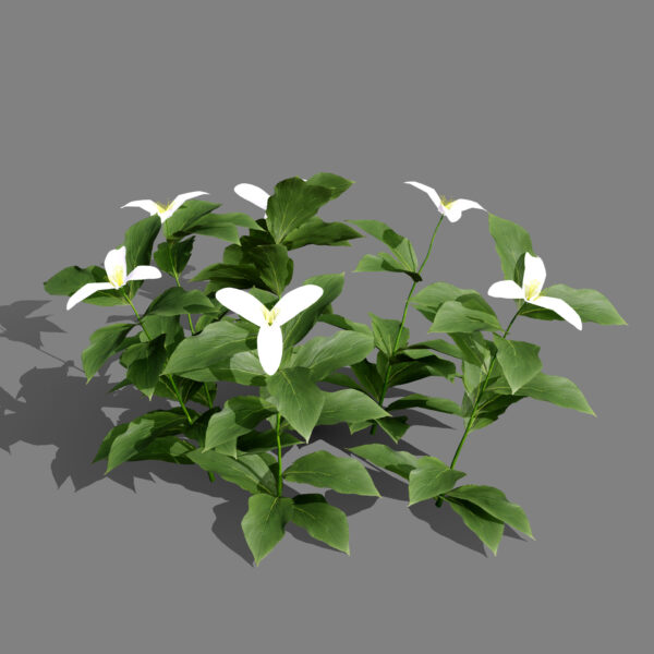 Trilliums 01 - Copy