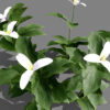 Trilliums z1212 - Copy
