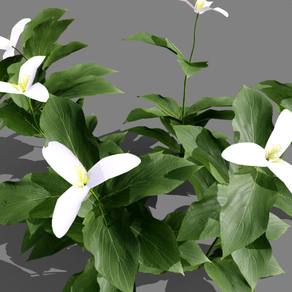 Trilliums z1212 - Copy