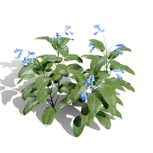 Virginia Bluebells (Mertensia virginica)