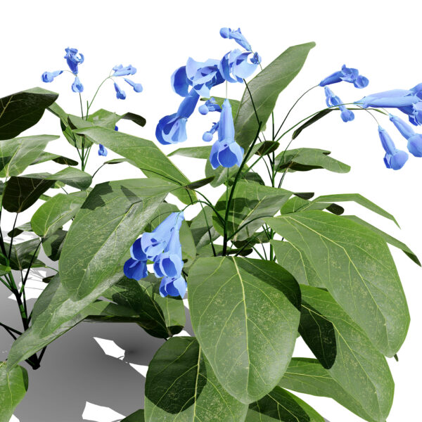 Virginia Bluebells (Mertensia virginica) z3
