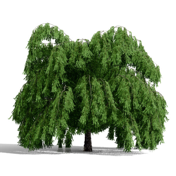 Willow tree