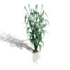 salsify vegetable plant